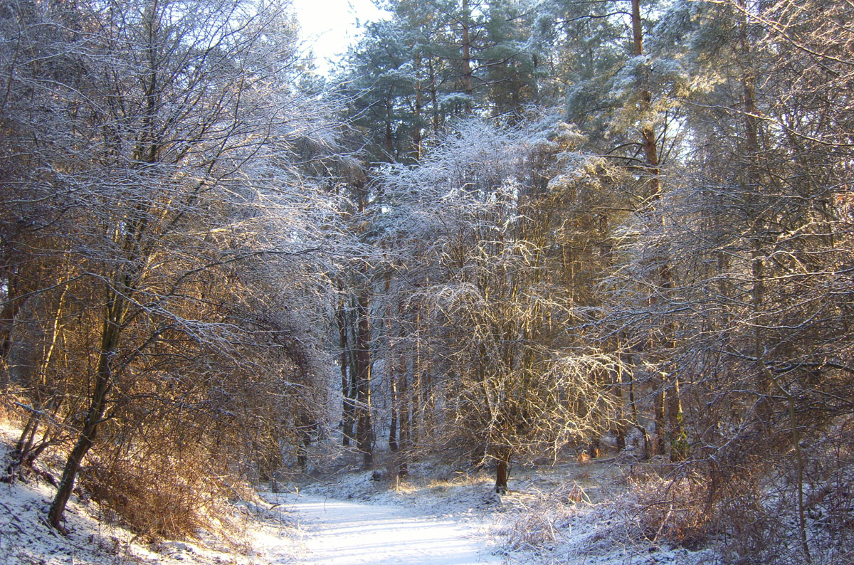 Winter Walks